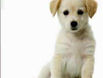 求一些动物叫声的下载地址-各种动物的叫声 _