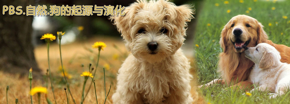 PBS.自然.狗的起源与演化