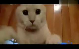 搞笑视频 动物搞笑视频笑死人