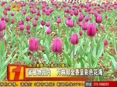 长沙市内多景点春花绽放 皆成踏青好去处