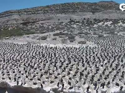 [视频]实拍阿根廷海滩成千上万只鸬鹚集体筑巢产卵