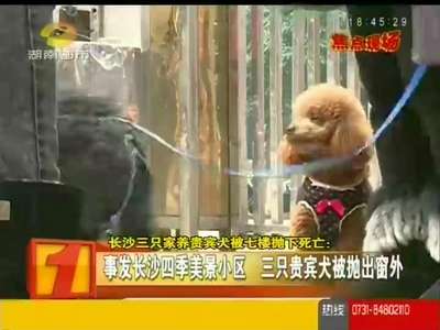 家人争执致三只家养贵宾犬抛下7楼坠亡
