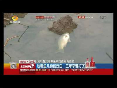 湘阴白泥湖养鱼户疑遭投毒追查
