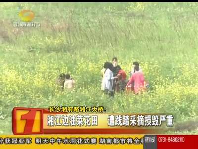 花田太美遭踩踏 呼吁文明踏青