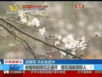 赏樱花 湖南境内好去处