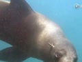 [视频]复仇海豹杀死鲨鱼 吞吃内脏后抛尸
