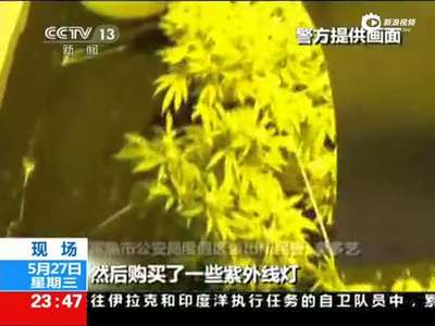 [视频]外籍男室内种大麻 买音箱给大麻放音乐