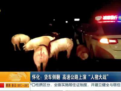 怀化：货车侧翻 高速公路上演“人猪大战”