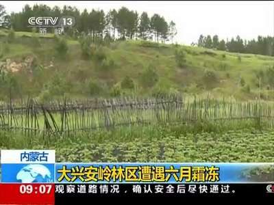 [视频]内蒙古：大兴安岭林区遭遇六月霜冻