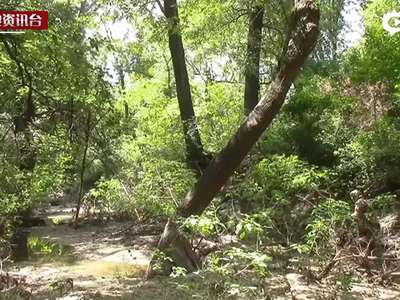 [视频]老外测试中国武警迷彩作训服 伪装效果出乎意料