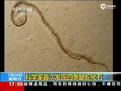 [视频]科学家首次发现四条腿蛇化石 蛇祖先或来自陆地