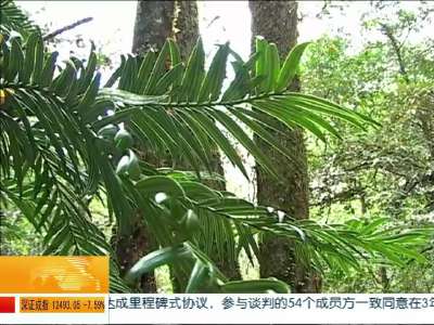 郴州桂东：八面山国家级自然保护区银杉数量获基尼斯之最