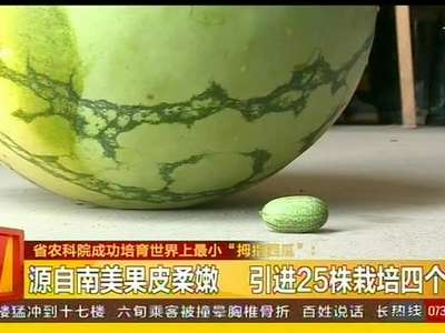 省农科院成功培育世界上最小“拇指西瓜”