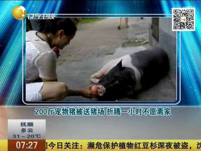 [视频]200斤宠物猪被送猪场 折腾一小时不愿离家