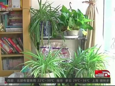 [视频]女子买绿萝盆中孵出13条小蛇 仅8只被捕