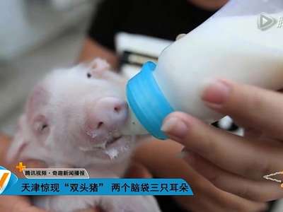 [视频]天津惊现“双头猪” 两个脑袋三只耳朵