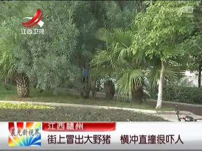 [视频]街上冒出大野猪 横冲直撞很吓人