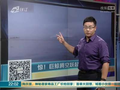 [视频]惊 巨鲸腾空跃起险压毁皮艇