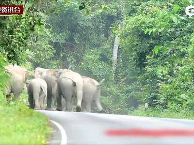 [视频]泰国摩托车手遭大象围攻 被吓作揖求饶