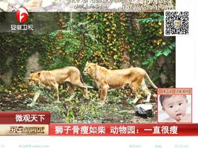 [视频]狮子骨瘦如柴 动物园：一直很瘦