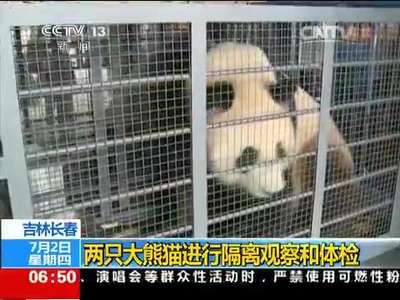 [视频]吉林长春：两只大熊猫首次入住高纬度地区