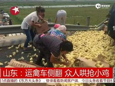 [视频]山东运禽货车侧翻 数万只小鸡遭村民疯抢