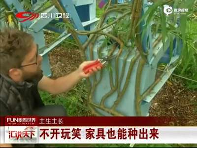 [视频]英国男子种家具：八年长出一把椅子