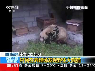 [视频]四川宝兴：村民在养蜂场发现野生大熊猫