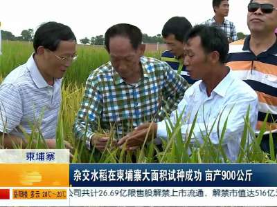 杂交水稻在柬埔寨大面积试种 亩产900公斤