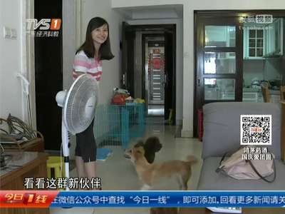 [视频]广州：美女电商变身宠物寄养师