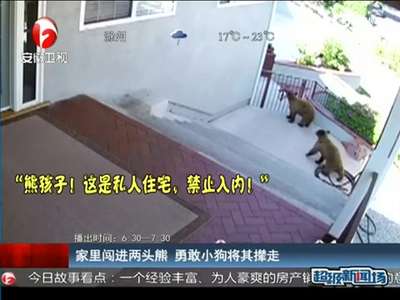 [视频]两头熊闯进家中 勇敢狗狗只身退敌