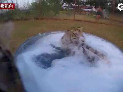 [视频]老虎宝宝洗泡泡浴 可爱逗趣演绎“反差萌”