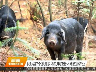 长沙县7个家庭农场联手打造休闲旅游农业