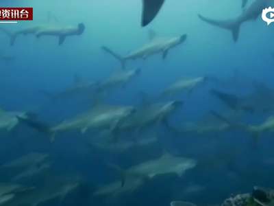[视频]震撼！实拍印尼潜水员捕捉锤头鲨集体迁徙场景
