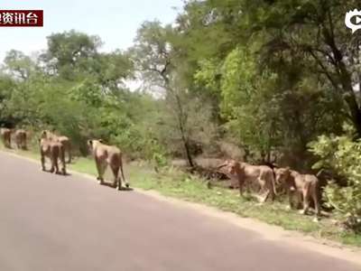 [视频]南非狮子组队遛弯 有秩序超高冷无视游人