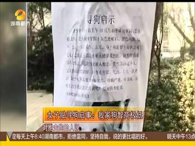 [视频]女子贴寻狗启事：我家狗智商极低！