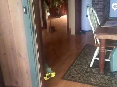 [视频]谁说只有狗才会捡球？孟加拉小奶猫与主人捡球