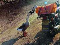 大鹅离别前亲吻成网红