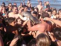 游客争抢小海豚拍照