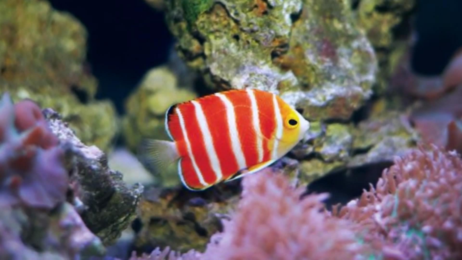 壁纸 动物 海底 海底世界 海洋馆 水族馆 鱼 鱼类 1920_1080