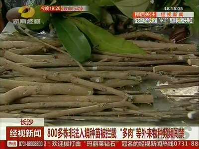 800多株非法入境种苗被拦截 “多肉”等外来物种频频闯禁