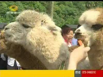 长沙生态动物园“萌幼乐园”开园