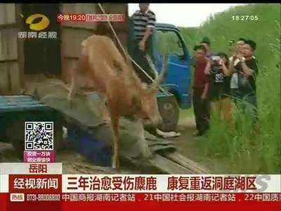 岳阳：三年治愈受伤麋鹿 康复重返洞庭湖区
