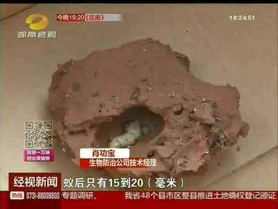 “白蚁王国”经营20年 专家出手“一窝端”