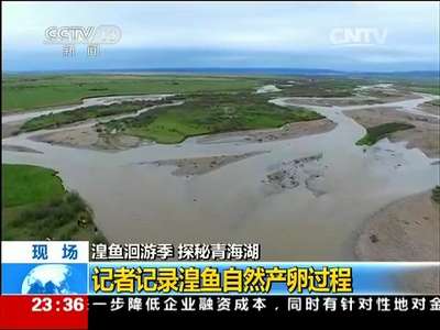 [视频]湟鱼洄游季 探秘青海湖：记者记录湟鱼自然产卵过程
