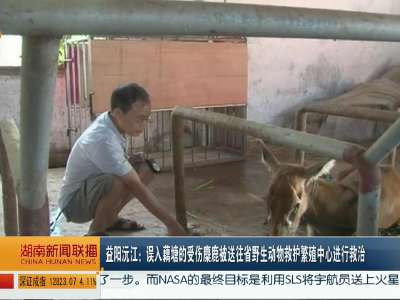 益阳沅江：误入藕塘的受伤麋鹿被送往省野生动物救护繁殖中心进行救治