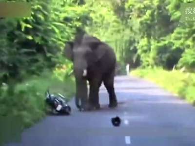 [视频]印度大象暴怒追人 游客弃车而逃连滚带爬