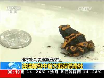 [视频]北京出入境检验检疫局 进境邮包中首次截获箭毒蛙