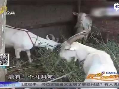 [视频]稀奇！村民家中公羊产奶 你敢喝吗？