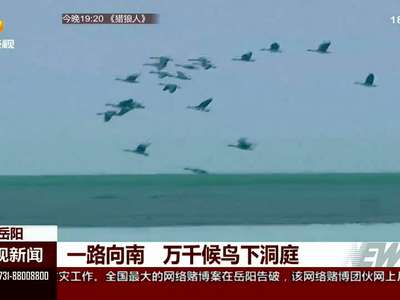 一路向南 万千候鸟下洞庭